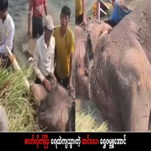 Shwe Zambu Aung, the elephant that fell into the water